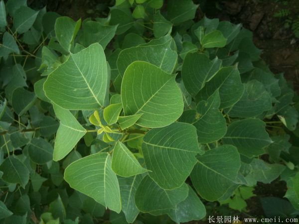 紅烏桕圖片紅烏桕基地實(shí)拍 紅烏桕圖片紅烏桕基地實(shí)拍