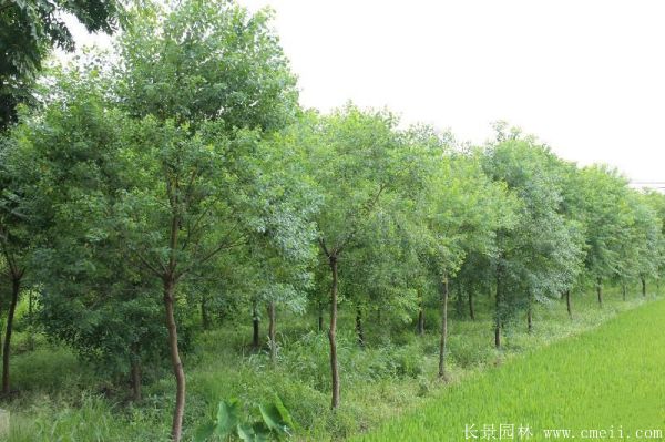 紅烏桕圖片紅烏桕基地實(shí)拍 紅烏桕圖片紅烏桕基地實(shí)拍