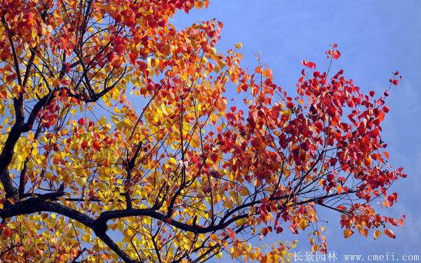 紅烏桕圖片紅烏桕基地實(shí)拍 紅烏桕圖片紅烏桕基地實(shí)拍