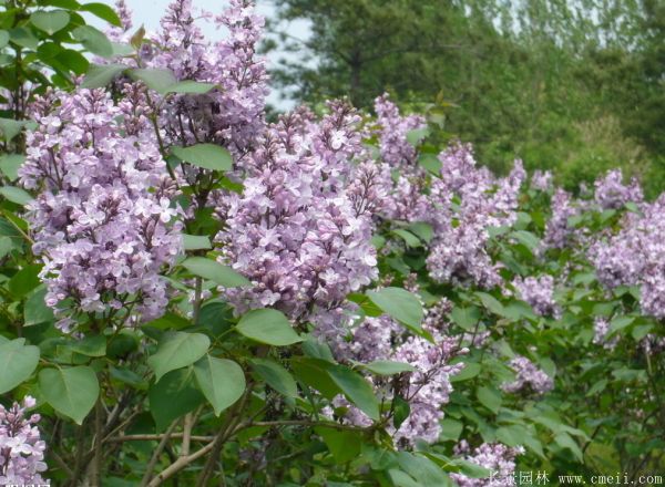 丁香圖片基地實拍 丁香圖片基地實拍