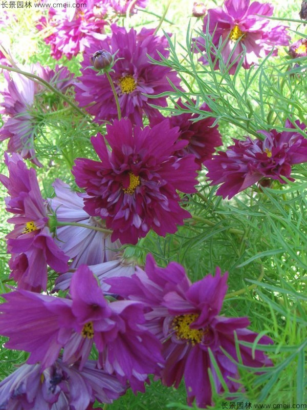 波斯菊種子發(fā)芽出苗開(kāi)花圖片 波斯菊種子發(fā)芽出苗開(kāi)花圖片