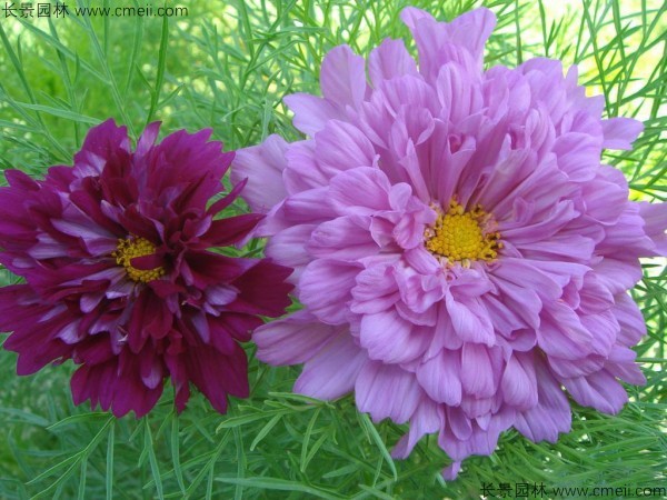 格?；ǚN子發(fā)芽出苗開花圖片