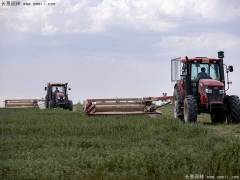適合養(yǎng)魚的牧草
