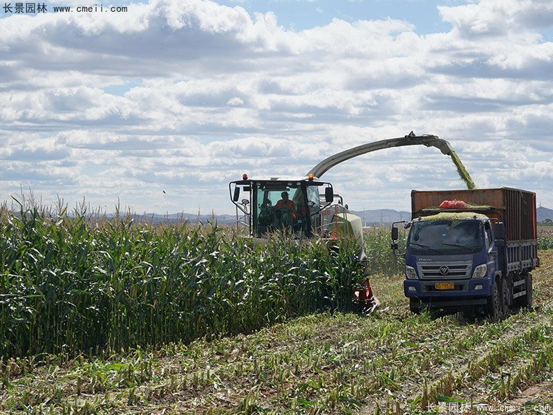 高產(chǎn)青貯牧草機(jī)器收割存儲(chǔ) 高產(chǎn)青貯牧草機(jī)器收割存儲(chǔ)