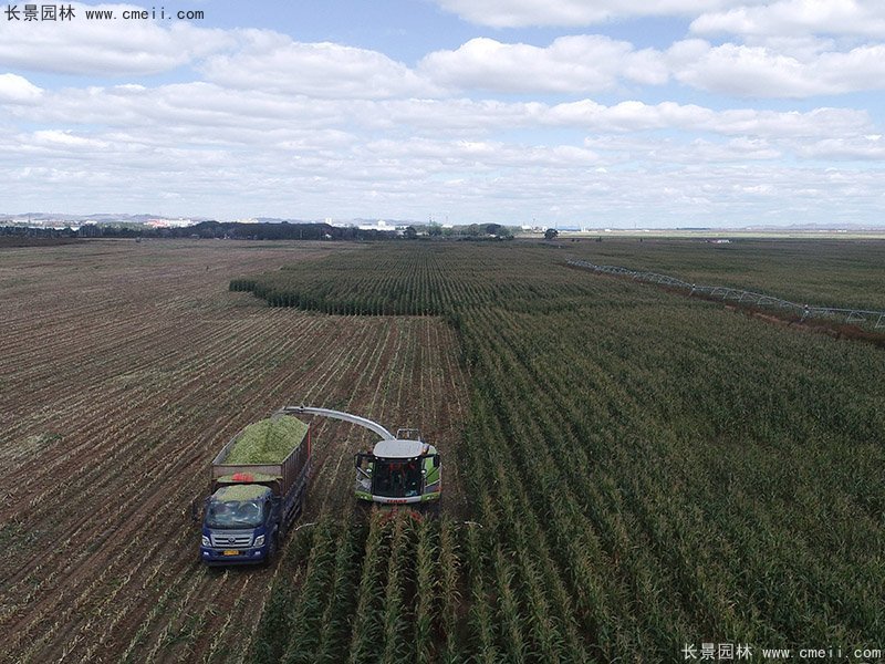 高產(chǎn)青貯牧草豐收機(jī)械化收割 高產(chǎn)青貯牧草豐收機(jī)械化收割